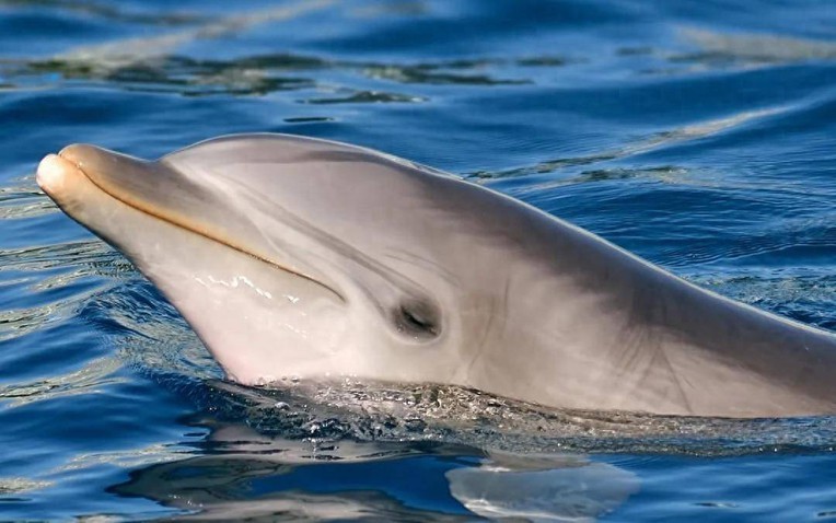 Meta phát hành ứng dụng AI độc lập, chính thức bước vào cuộc đua với ChatGPT 5 DolphinGemma - AI đầu tiên giúp con người “hiểu” được tiếng cá heo