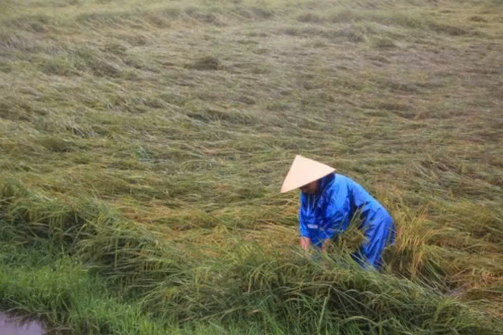 Mưa lớn, hàng nghìn hecta lúa ở Quảng Bình bị đổ, ngập trong nước - Ảnh 2