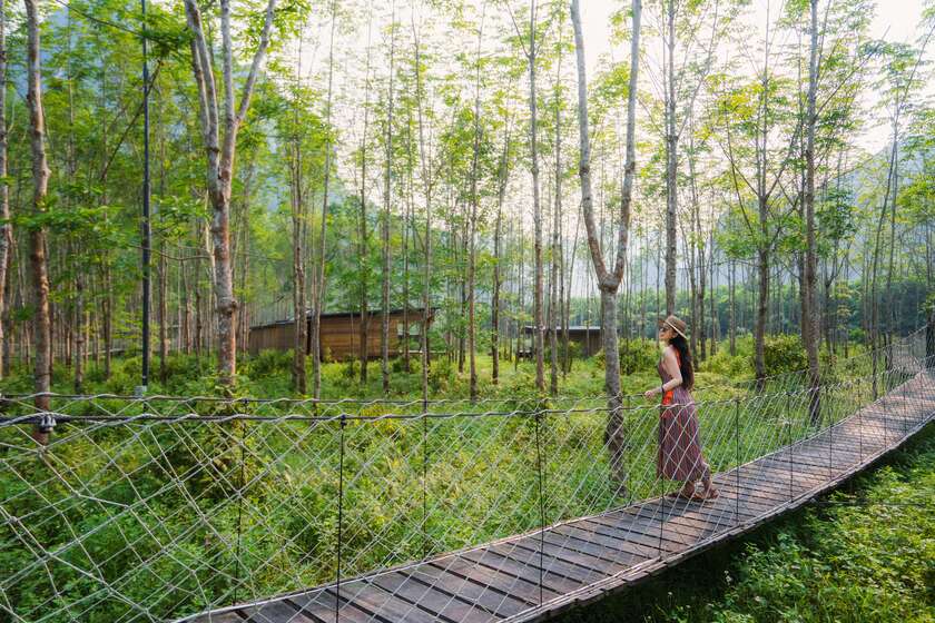Chạm vào “viên ngọc xanh” giữa đại ngàn Quảng Bình 8 Hệ thống cầu gỗ trên cao kết nối các khu cắm trại, tránh ảnh hưởng đến hệ sinh thái