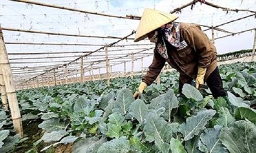 Sản xuất theo quy trình VietGAP, giúp nâng cao đời sống nông dân