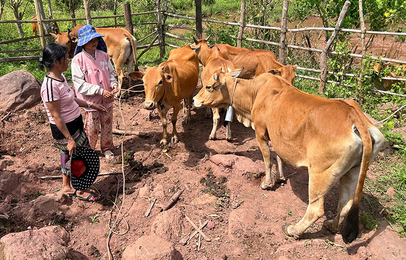 Nhiều hộ gia đình ở bản Ploang, xã Trường Sơn vay vốn phát triển mô hình nuôi bò, đem lại thu nhập ổn định.