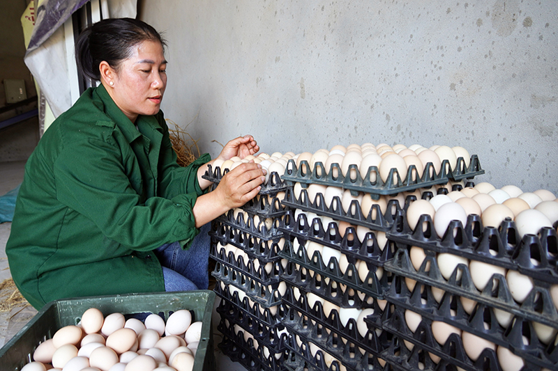 Chị Nguyễn Thị Như Mận đang từng bước xây dựng sản phẩm trứng gà đạt tiêu chuẩn OCOP 3.