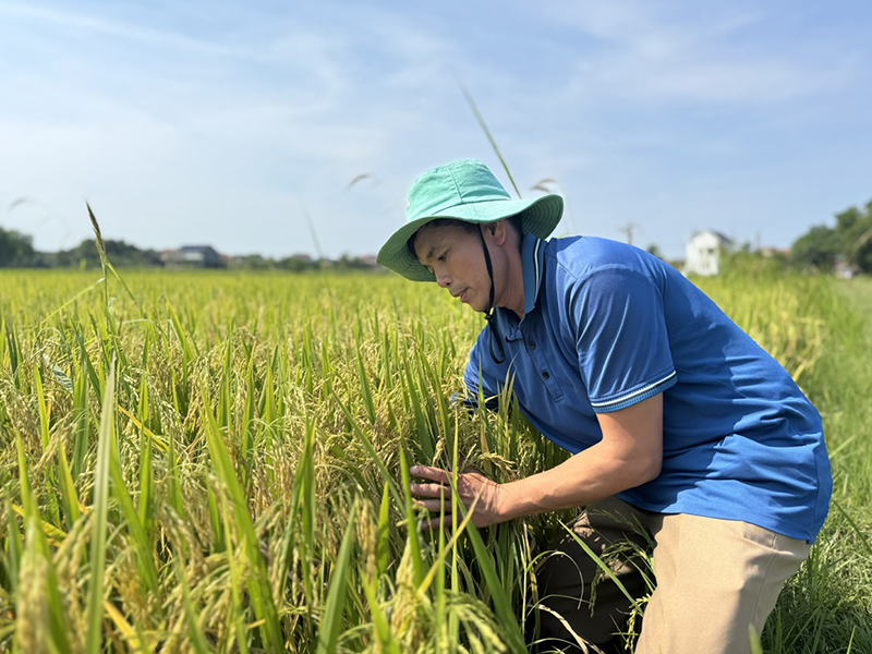 Thực hiện mô hình cánh đồng lớn góp phần nâng cao năng suất và sản lượng lúa.