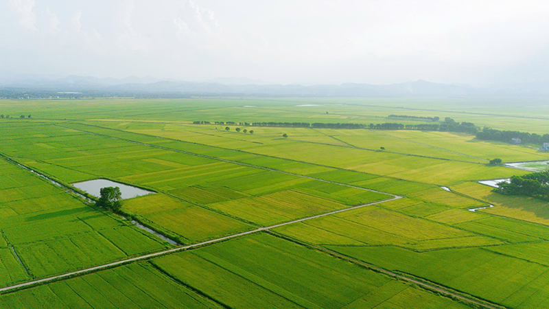 Những cánh đồng lớn ở huyện Lệ Thủy.