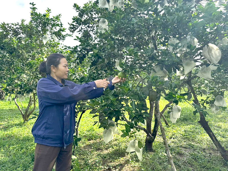 Người dân xã Trường Thủy (Lệ Thủy) chú trọng phát triển những loại cây ăn quả có giá trị kinh tế cao.