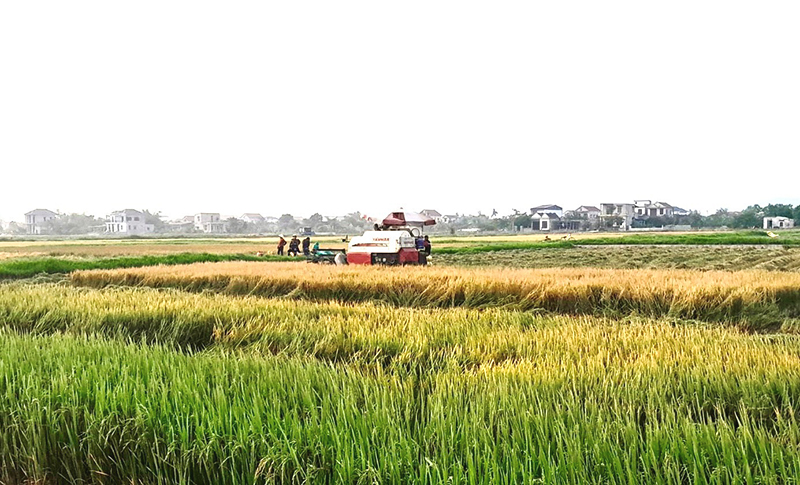 Cánh đồng mùa gặt.