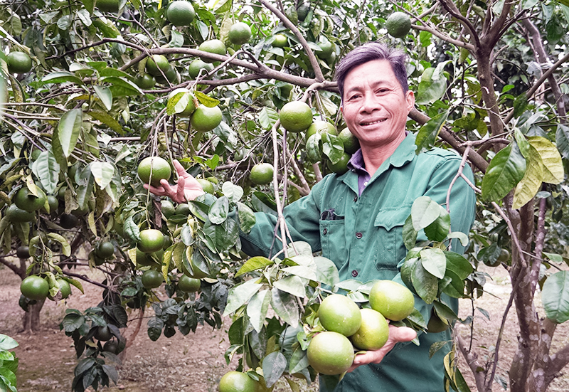 Chuyển đổi cơ cấu cây trồng đem lại hiệu quả kinh tế cao cho người dân nông thôn.