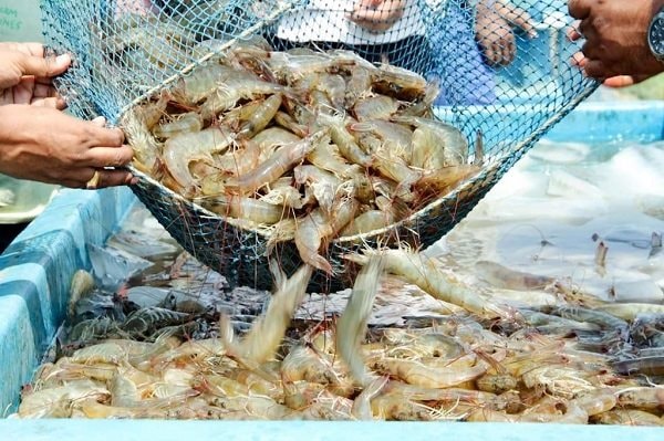 Từ gian hàng hội chợ đến thương mại điện tử 1 tom-xk.jpg