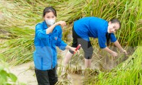 Chủ tịch UBND tỉnh Quảng Bình xuống đồng chỉ đạo khắc phục diện tích lúa đổ ngã do mưa lớn 5 Lúa đổ rạp sau mưa lớn, thanh niên xuống đồng giúp người dân thu hoạch
