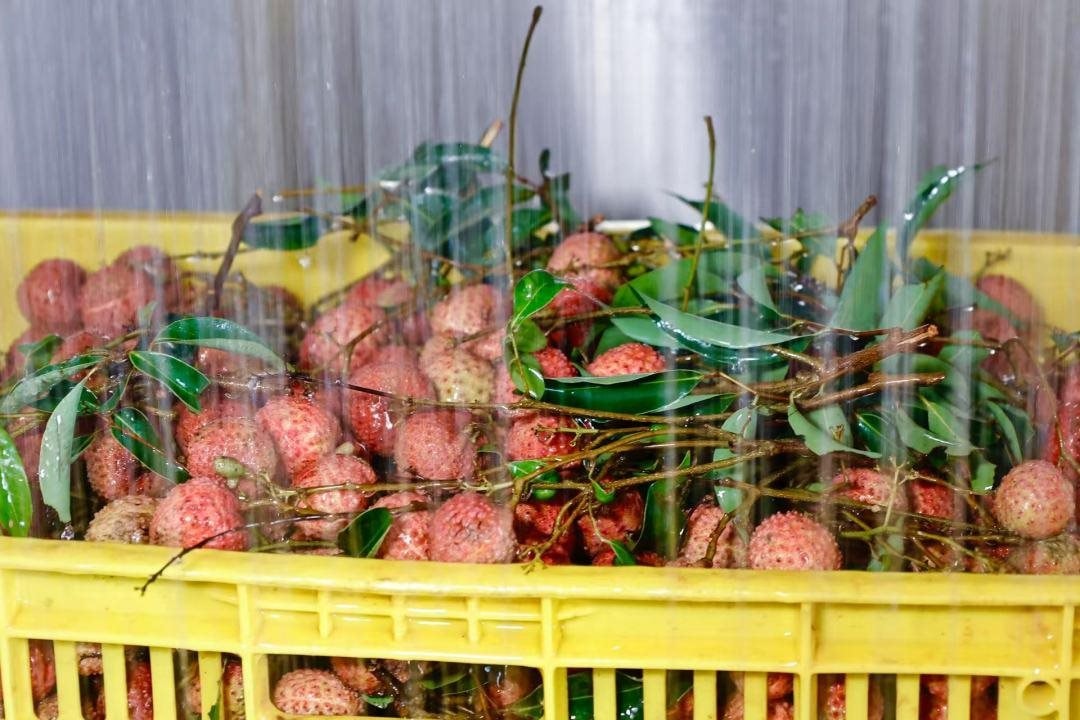 Thủ phủ vải thế giới thu về hàng triệu tấn quả tươi nhờ ứng dụng công nghệ vệ tinh và AI tiên tiến nhất 4 54838052_2f4b929a-cd3a-45c6-a3e3-8d774ae5cd18.jpg
