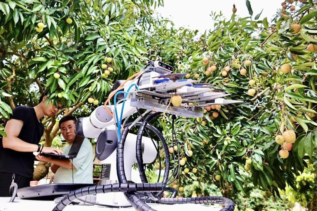 Thủ phủ vải thế giới thu về hàng triệu tấn quả tươi nhờ ứng dụng công nghệ vệ tinh và AI tiên tiến nhất 3 54838052_7690a50d-9462-4496-9663-3e7185f56a85.jpg