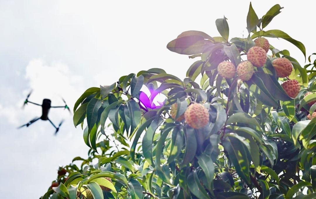 Thủ phủ vải thế giới thu về hàng triệu tấn quả tươi nhờ ứng dụng công nghệ vệ tinh và AI tiên tiến nhất 1 54838052_da32ca37-bb07-4fad-8446-f51d09f01c2d.jpg