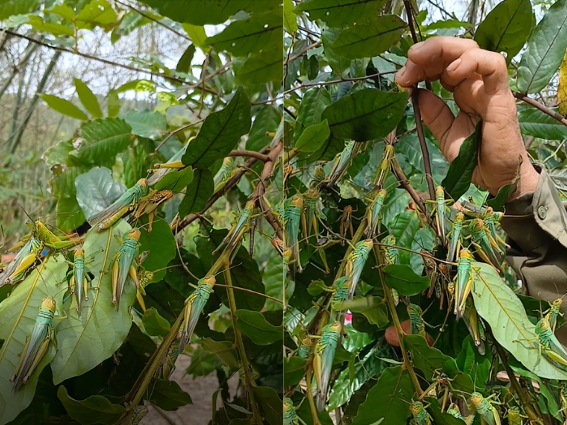 Quảng Bình ứng phó ra sao với nạn châu chấu Quảng Bình ứng phó ra sao với nạn châu chấu