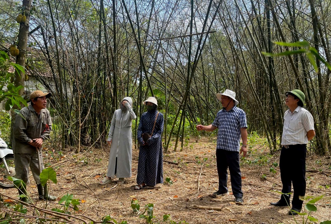 Ngăn chặn ‘đại dịch châu chấu’ ở Quảng Bình bằng cách nào? 2 châu chấu - Ảnh 2.