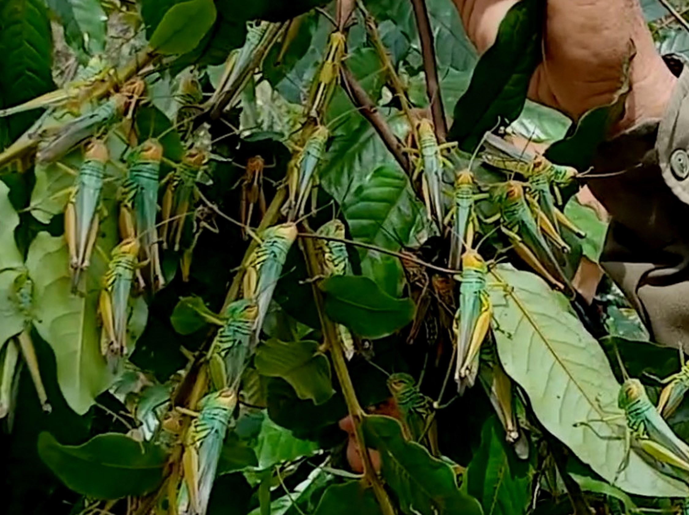 Ngăn chặn ‘đại dịch châu chấu’ ở Quảng Bình bằng cách nào? 1 châu chấu - Ảnh 1.
