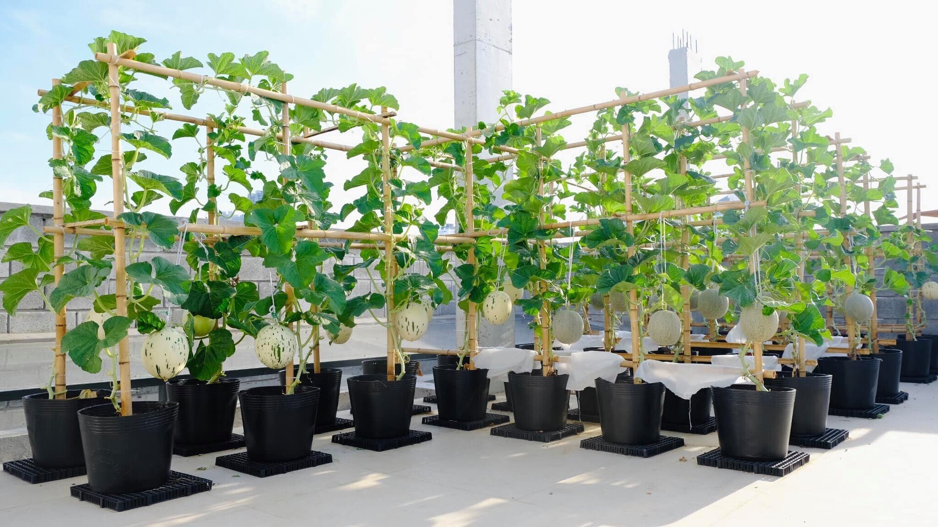 Mê mẩn khu vườn sân thượng đẹp 'như vẽ bằng AI' của mẹ đảm Đà Nẵng 11 Mê mẩn khu vườn sân thượng đẹp 'như vẽ bằng AI' của mẹ đảm Đà Nẵng - 11