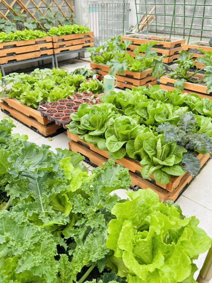 Mê mẩn khu vườn sân thượng đẹp 'như vẽ bằng AI' của mẹ đảm Đà Nẵng 9 Mê mẩn khu vườn sân thượng đẹp 'như vẽ bằng AI' của mẹ đảm Đà Nẵng - 9