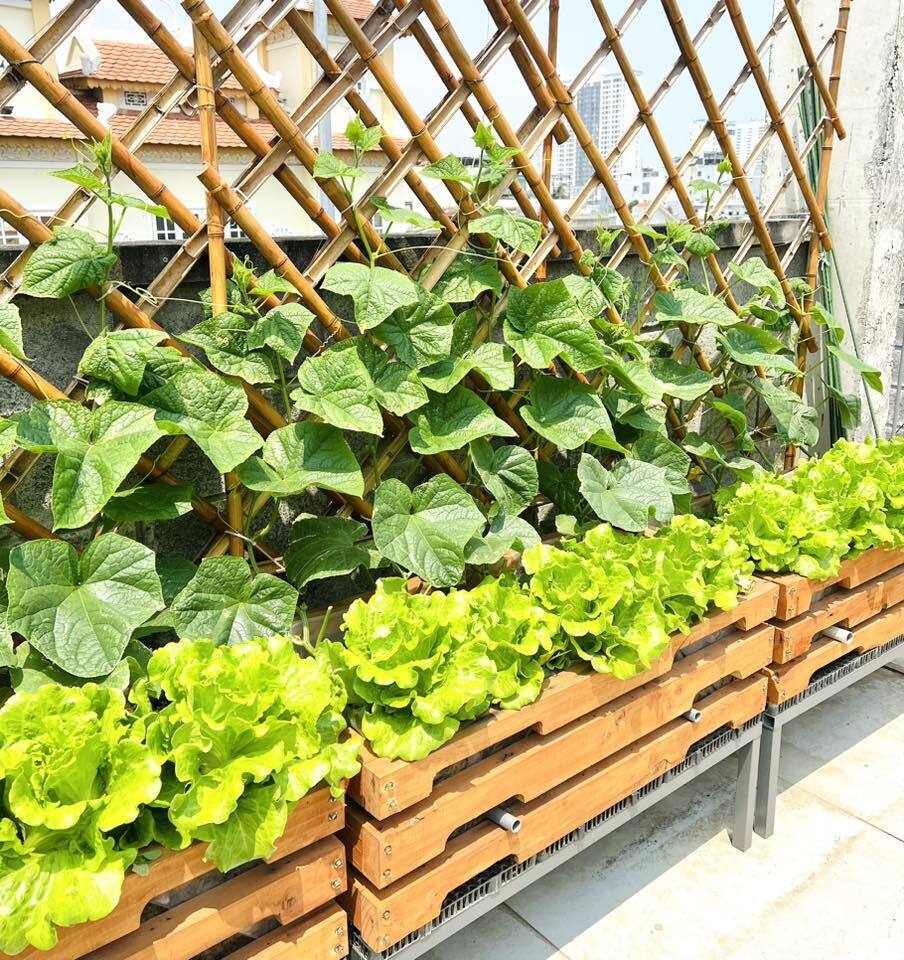 Mê mẩn khu vườn sân thượng đẹp 'như vẽ bằng AI' của mẹ đảm Đà Nẵng 10 Mê mẩn khu vườn sân thượng đẹp 'như vẽ bằng AI' của mẹ đảm Đà Nẵng - 10