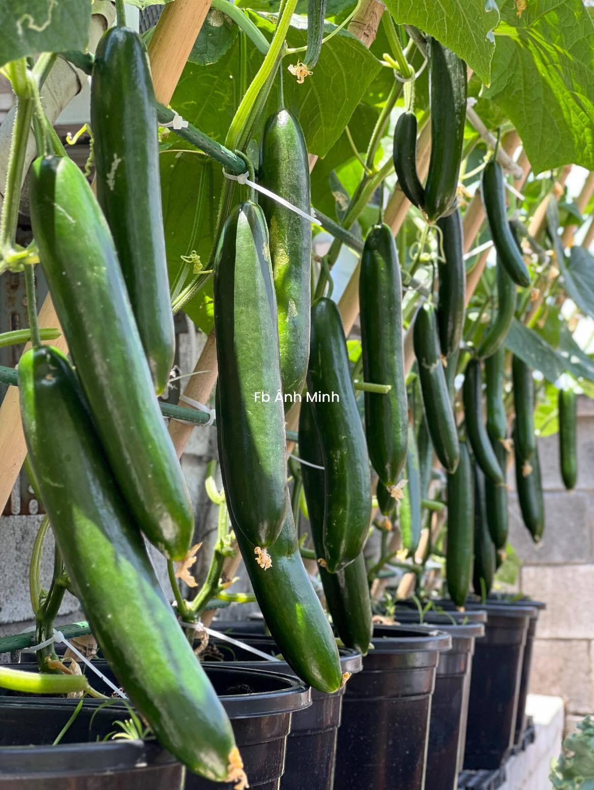 Mê mẩn khu vườn sân thượng đẹp 'như vẽ bằng AI' của mẹ đảm Đà Nẵng 15 Mê mẩn khu vườn sân thượng đẹp 'như vẽ bằng AI' của mẹ đảm Đà Nẵng - 18