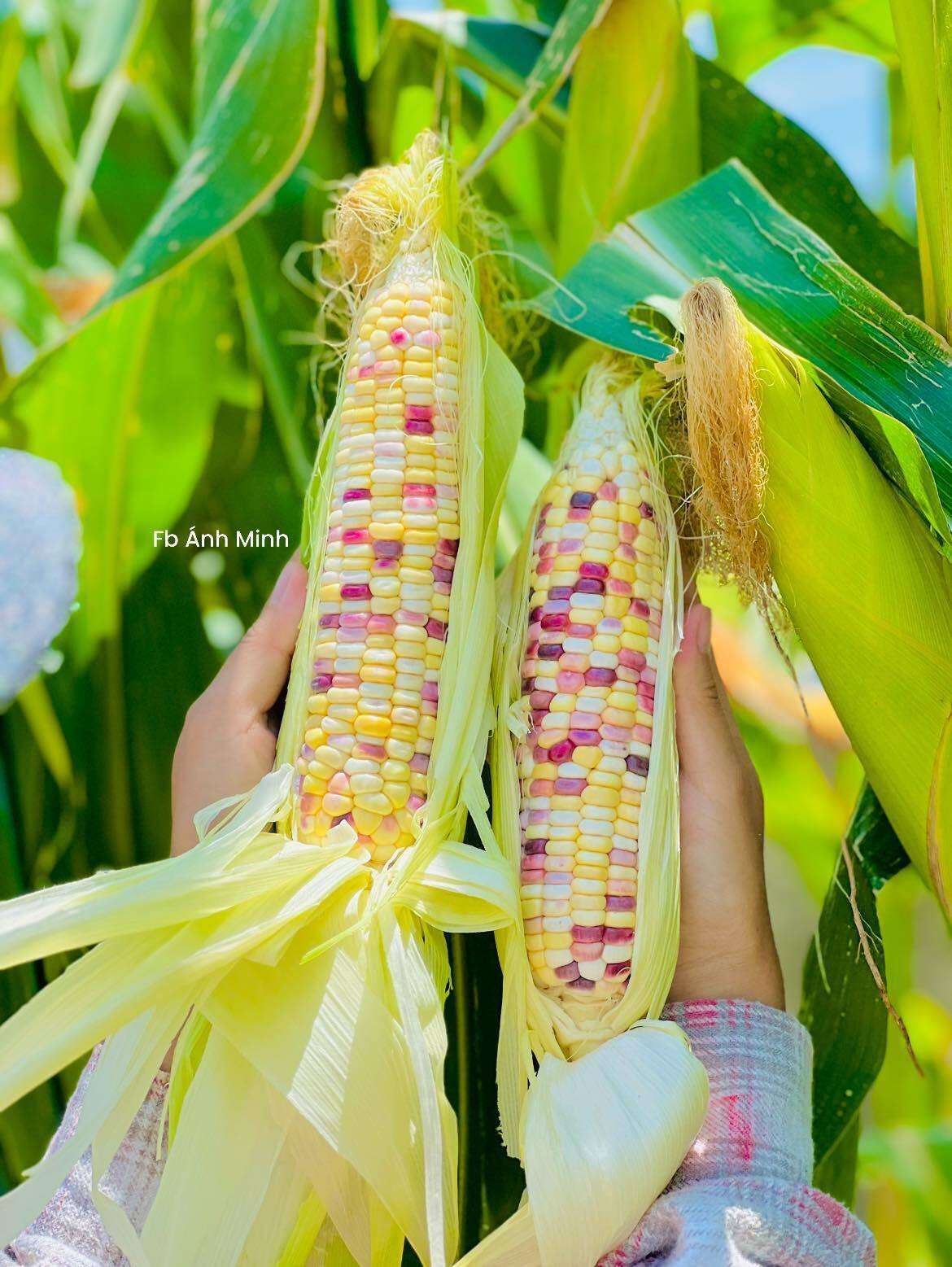 Mê mẩn khu vườn sân thượng đẹp 'như vẽ bằng AI' của mẹ đảm Đà Nẵng 21 Mê mẩn khu vườn sân thượng đẹp 'như vẽ bằng AI' của mẹ đảm Đà Nẵng - 24