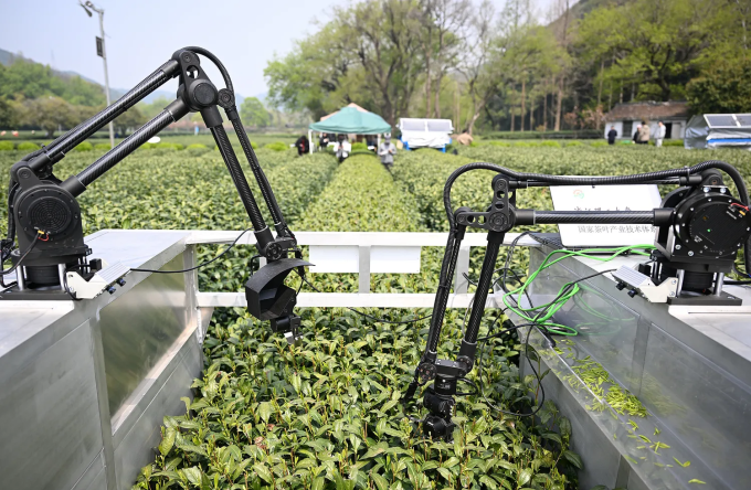 AI đang 'viết' lại nông thôn Trung Quốc thế nào 2 Một robot hái trà ứng dụng AI tại cánh đồng trà Long Tỉnh ở Hàng Châu vào tháng 4. Hệ thống bắt chước cử chỉ của con người, sử dụng công nghệ nhận dạng hình ảnh được đào tạo trên dữ liệu tổng hợp trong 6 năm. Ảnh: VCG