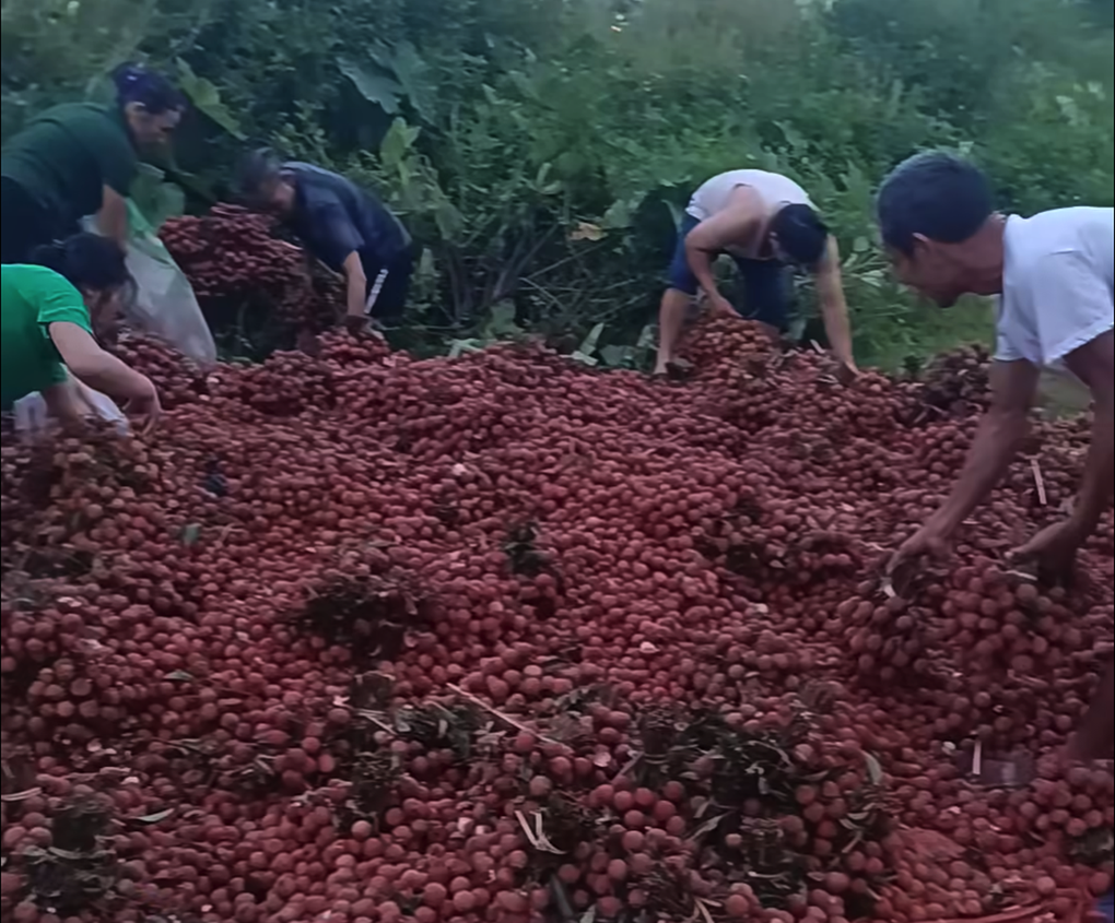 Đám đông hôi 4 tấn vải của xe gặp nạn: Đừng tham của rơi mà mất nhân tính - 2 Đám đông hôi 4 tấn vải của xe gặp nạn: Đừng tham của rơi mà mất nhân tính - 2