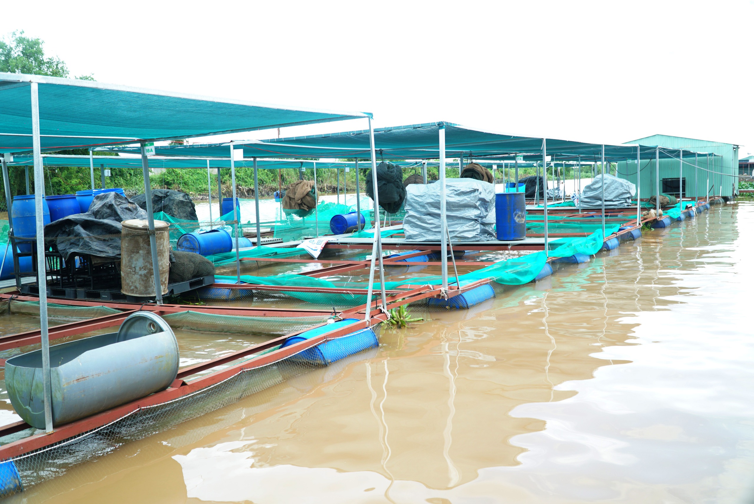 Ấn tượng 1.960 lồng bè nuôi cá sử dụng công nghệ AI ở Vĩnh Long 4 VIDEO: Ấn tượng 1.960 lồng bè nuôi cá sử dụng công nghệ AI ở Vĩnh Long - Ảnh 4.
