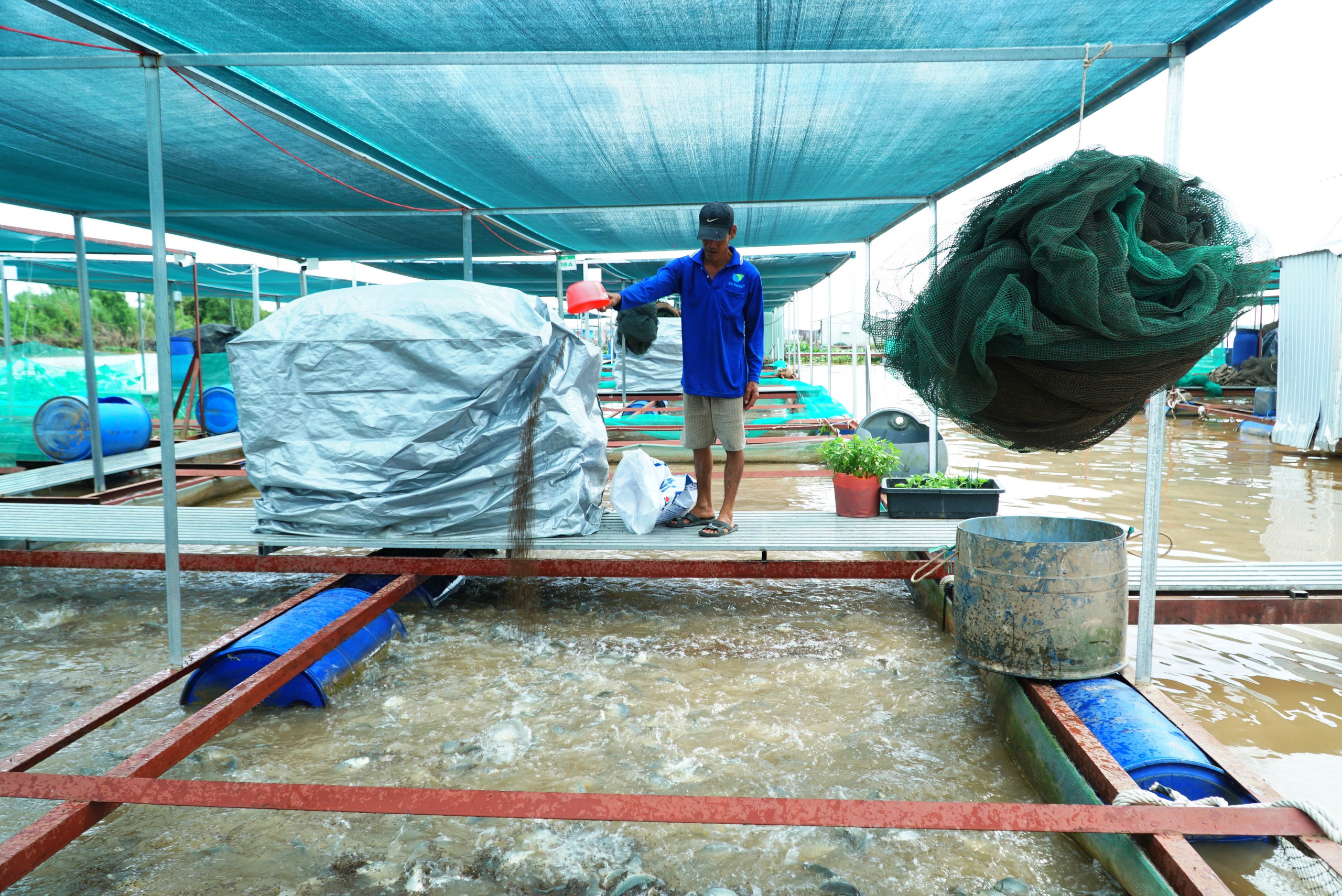 Ấn tượng 1.960 lồng bè nuôi cá sử dụng công nghệ AI ở Vĩnh Long 5 VIDEO: Ấn tượng 1.960 lồng bè nuôi cá sử dụng công nghệ AI ở Vĩnh Long - Ảnh 5.