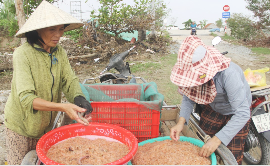Trúng mùa ruốc biển, ngư dân Nghệ An kiếm tiền triệu mỗi ngày 4 Trúng mùa ruốc biển, ngư dân Nghệ An kiếm tiền triệu mỗi ngày - Ảnh 4