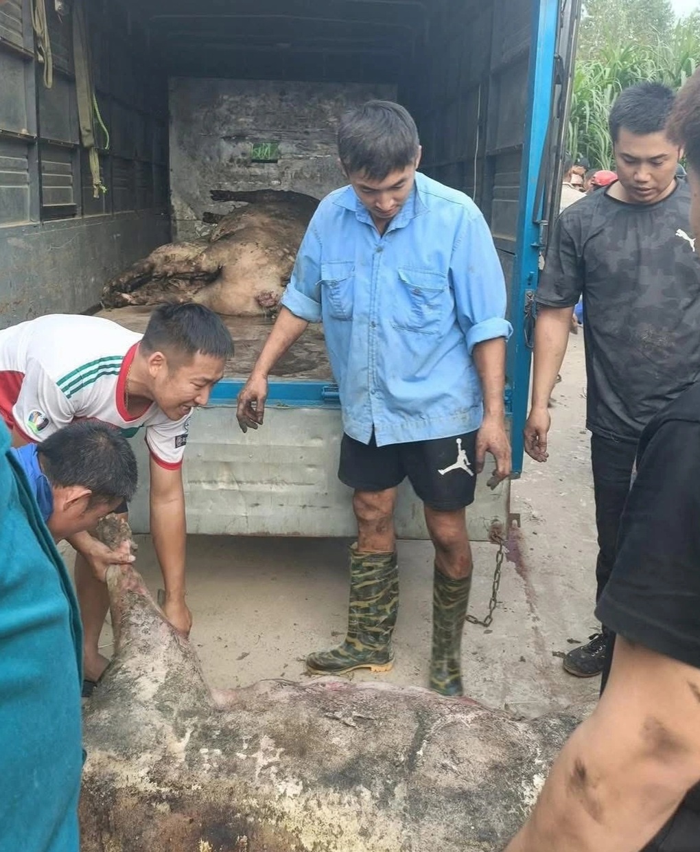 Cháy trang trại lợn 700 con, chủ khóc ròng, người dân đổ tới mua giải cứu - 2 Cháy trang trại lợn 700 con, chủ khóc ròng, người dân đổ tới mua giải cứu - 2