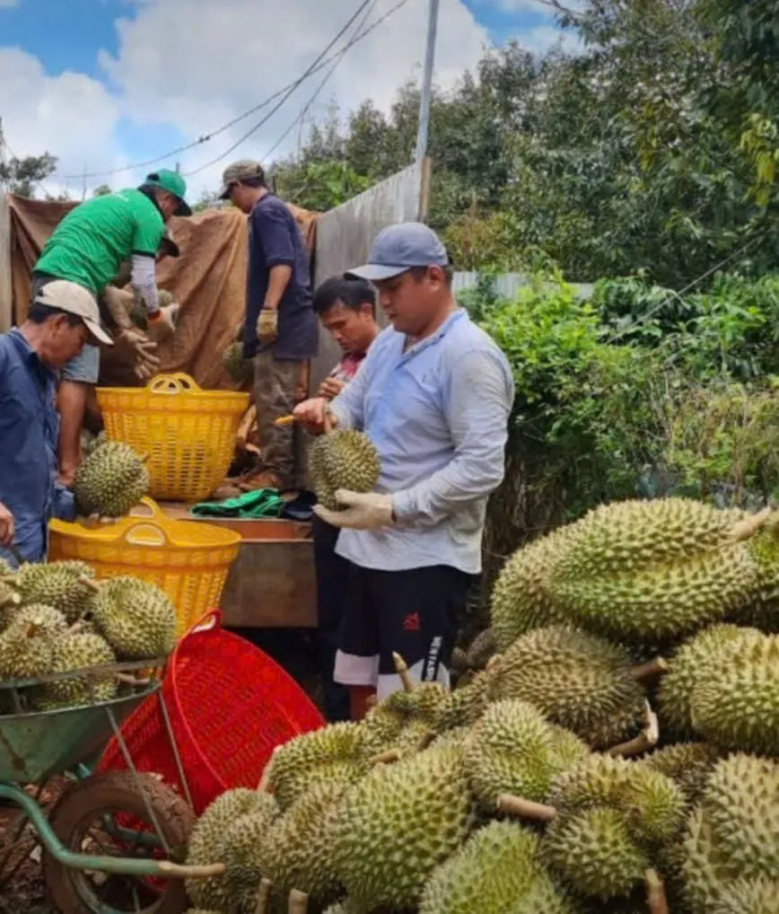 Thương lái thu mua sầu riêng tại vườn CCB Trần Văn Thuỷ z7099041702087_038e63b04120560353e2f7aac8074644-1917