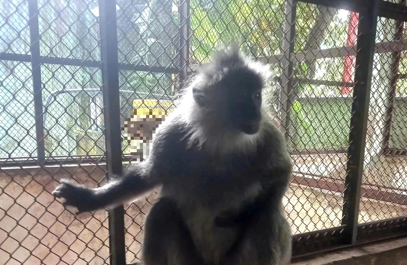 Người dân bắt được voọc bạc Đông Dương khi thả lưới đánh cá trên sông - Ảnh 1.