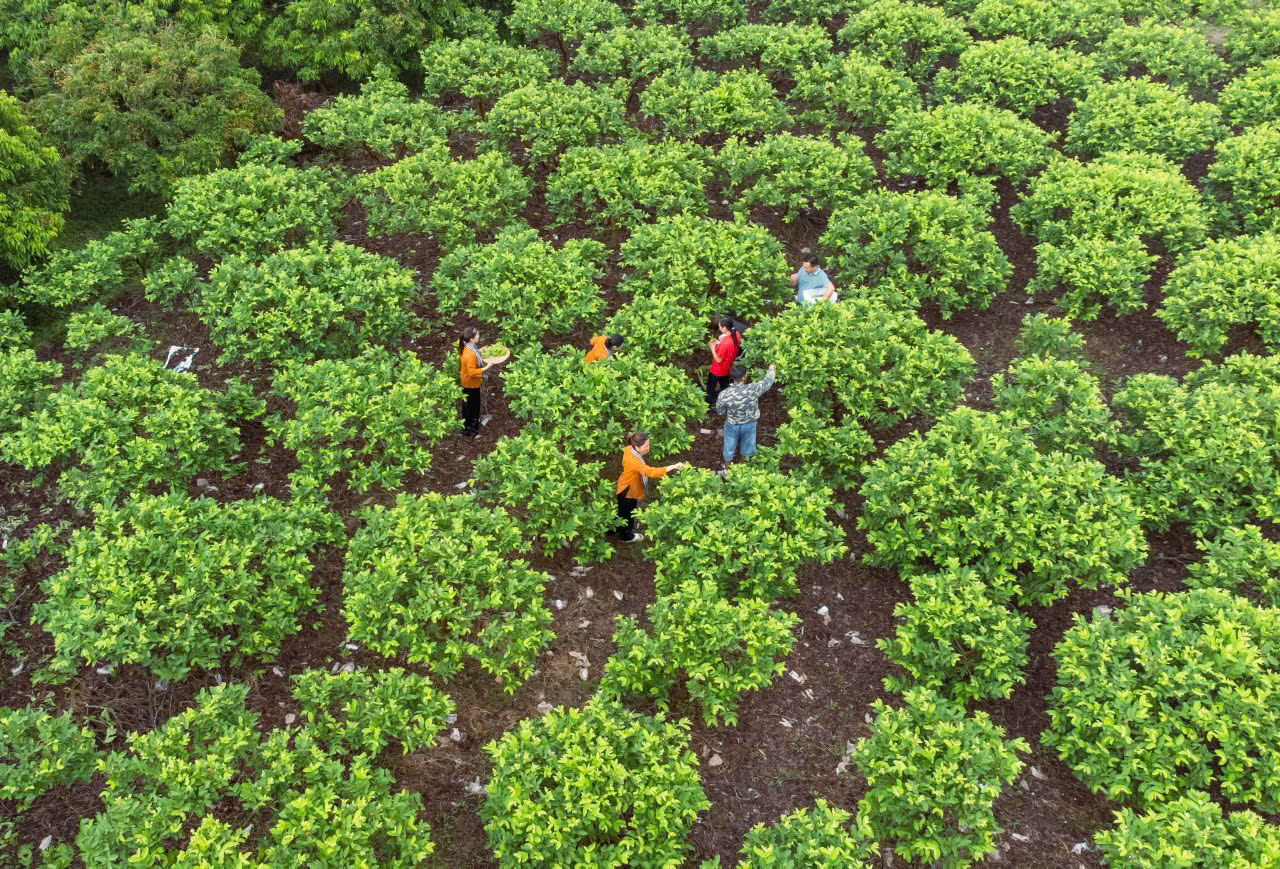 emagazine oi tan yen dat chuan de di duong