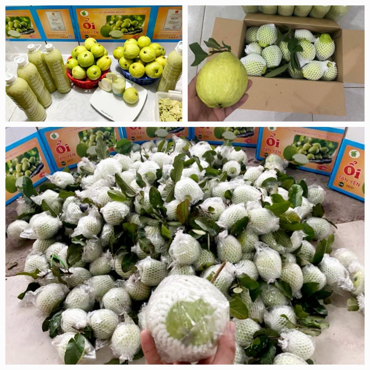 emagazine oi tan yen dat chuan de di duong