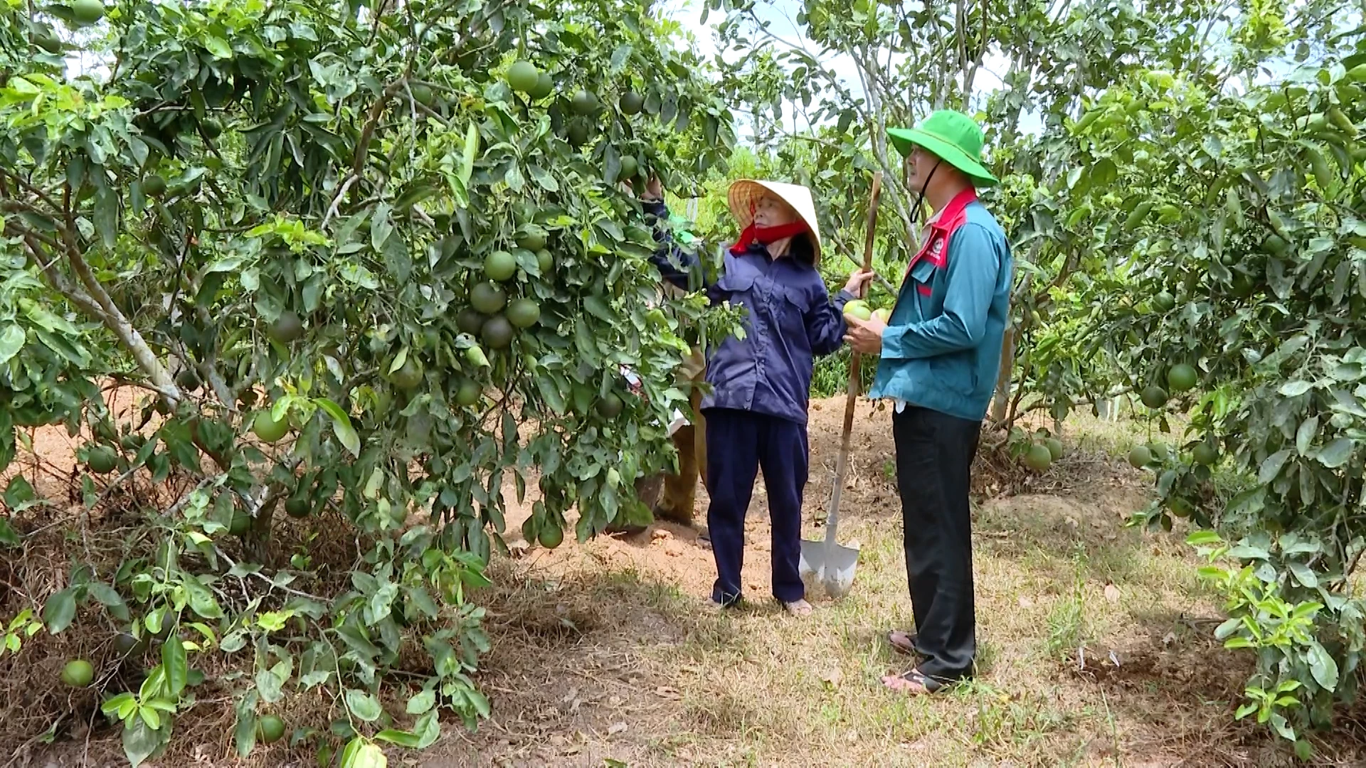 Xây dựng cơ sở dữ liệu lao động gắn với việc thực hiện Đề án 06 1 Mô hình trồng cây ăn quả ở xã Tân Mỹ giúp nhiều hộ dân có thêm thu nhập, cải thiện cuộc sống - Ảnh: T.T