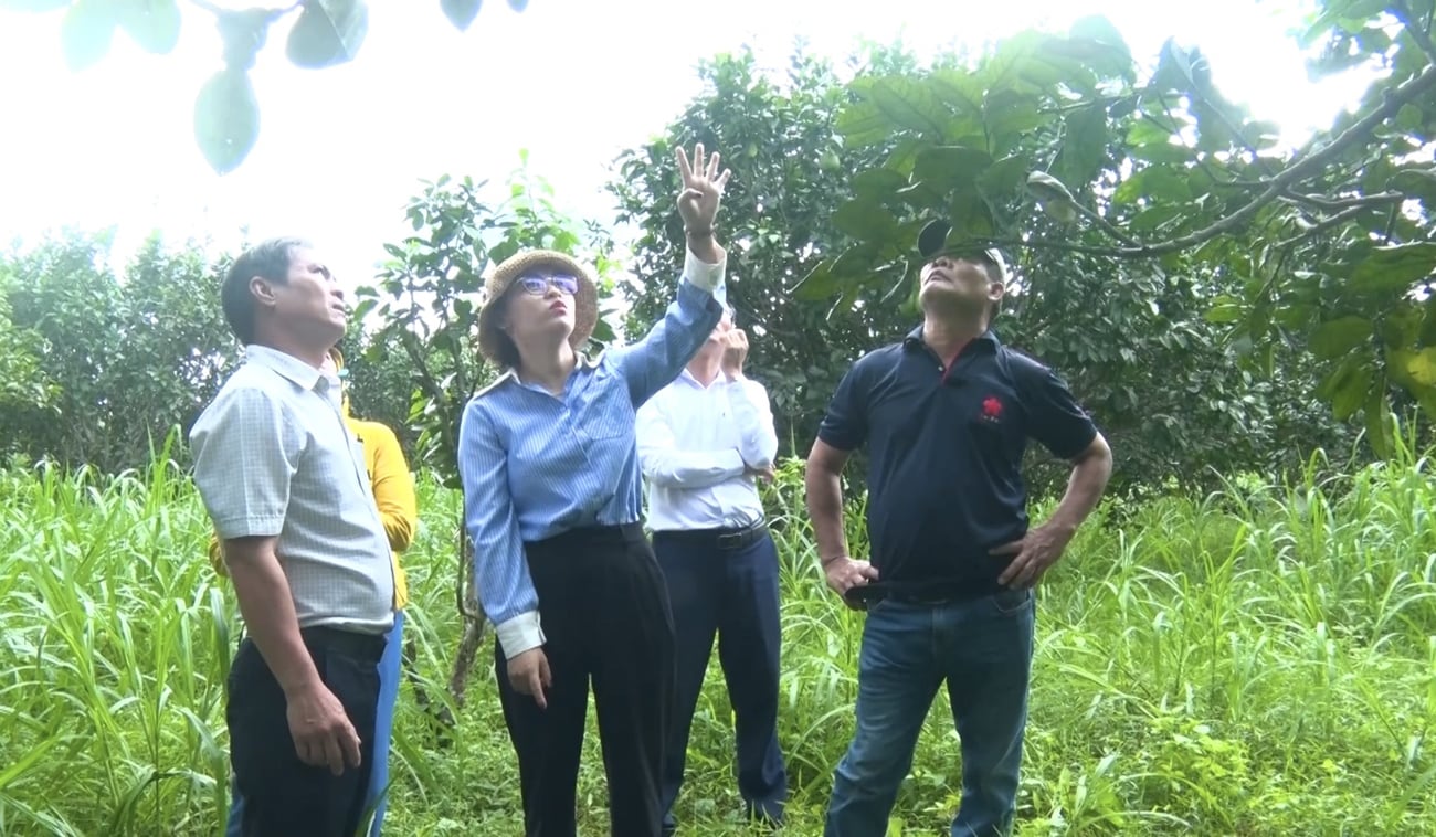 Sâu bọ khiếp sợ, nông dân mừng rơn 4 1766061775 121 anh nuoi chien binh kien vang de diet sau bo cho vuon buoi dang mo huong tao vung nong san sach o qu