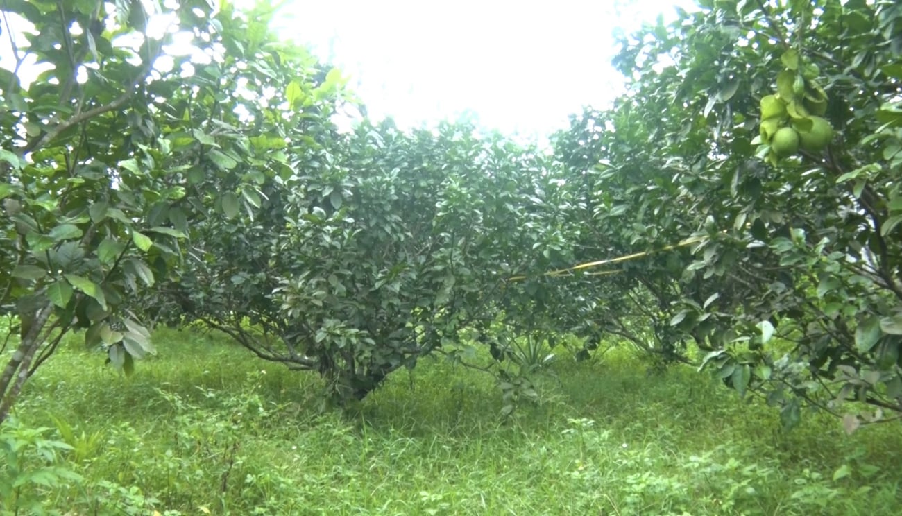 Sâu bọ khiếp sợ, nông dân mừng rơn 2 1766061775 136 anh nuoi chien binh kien vang de diet sau bo cho vuon buoi dang mo huong tao vung nong san sach o qu