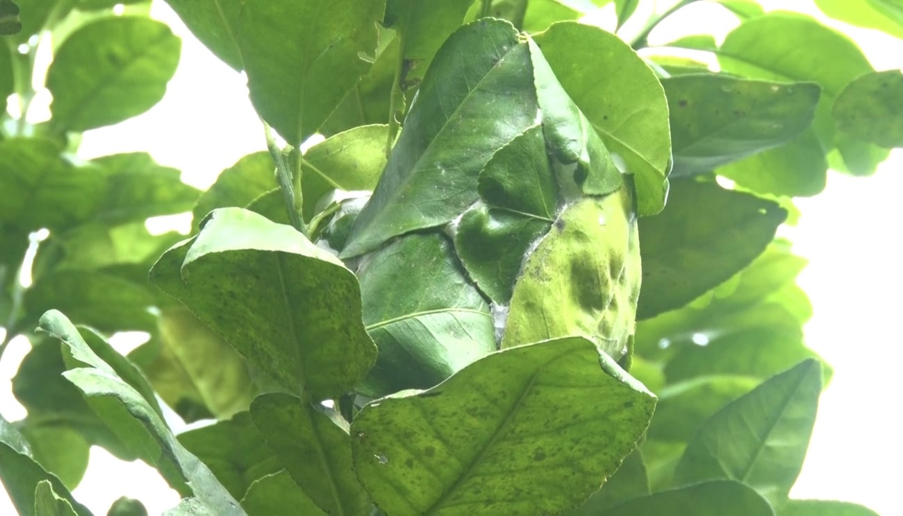 Sâu bọ khiếp sợ, nông dân mừng rơn 3 1766061775 470 anh nuoi chien binh kien vang de diet sau bo cho vuon buoi dang mo huong tao vung nong san sach o qu