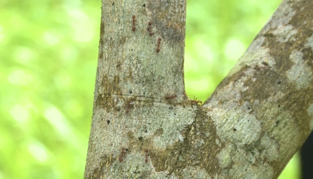 Sâu bọ khiếp sợ, nông dân mừng rơn 1 anh nuoi chien binh kien vang de diet sau bo cho vuon buoi dang mo huong tao vung nong san sach o qu