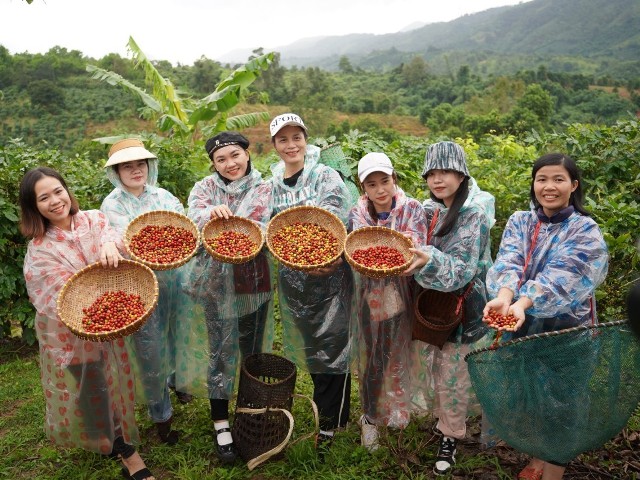 Du khách trải nghiệm tour “Một ngày làm nông dân hái cà phê” tại Khe Sanh.