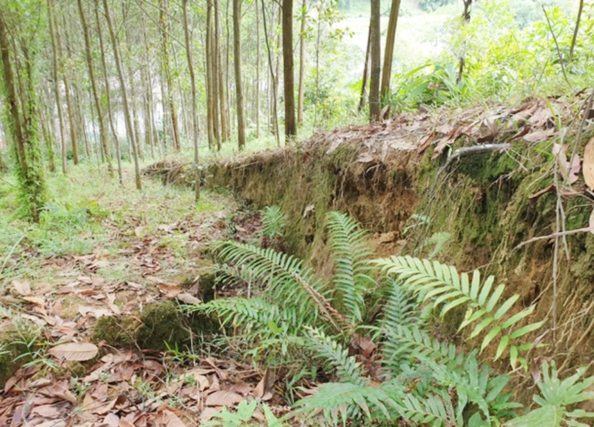 Dự án kè chống sạt lở đồi núi thị trấn Quy Đạt, huyện Minh Hóa cũ: Bao giờ được triển khai thực hiện? 2 Khu vực sạt lở, sụt lún đất với chiều dài hơn 150m, chiều ngang khoảng 120m ở đồi Cây Sường - Ảnh: B.T