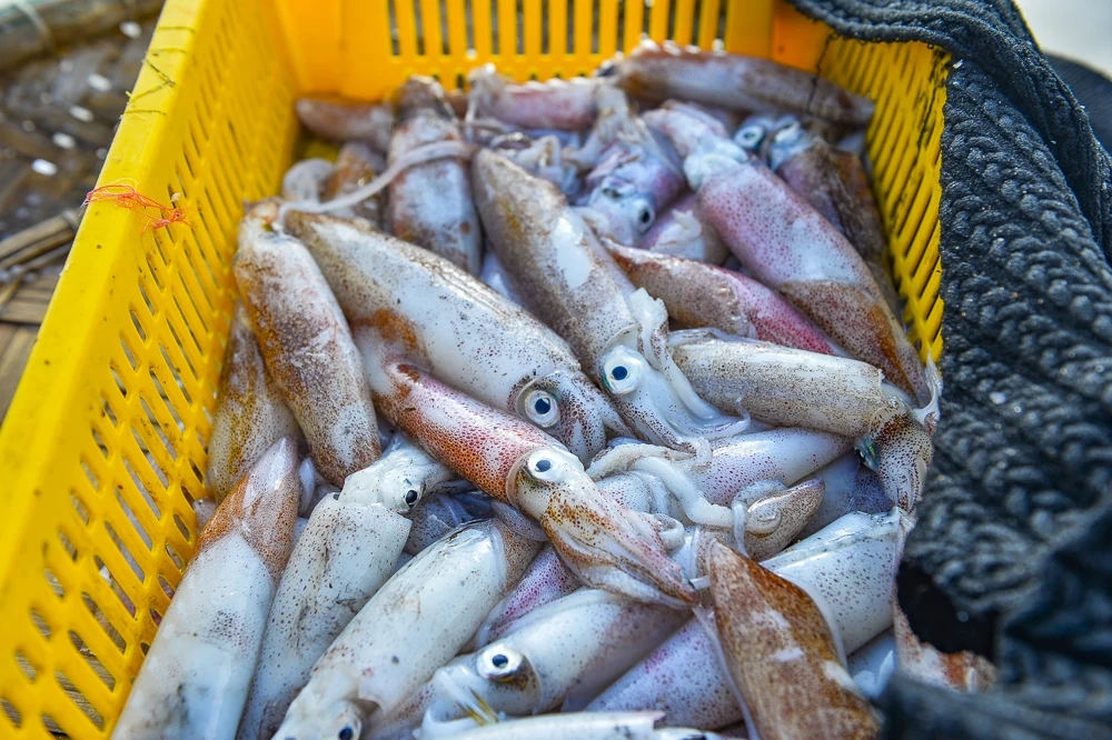 Tết Dương lịch, ngư dân ven biển xứ Thanh vẫn vươn khơi săn “lộc biển”