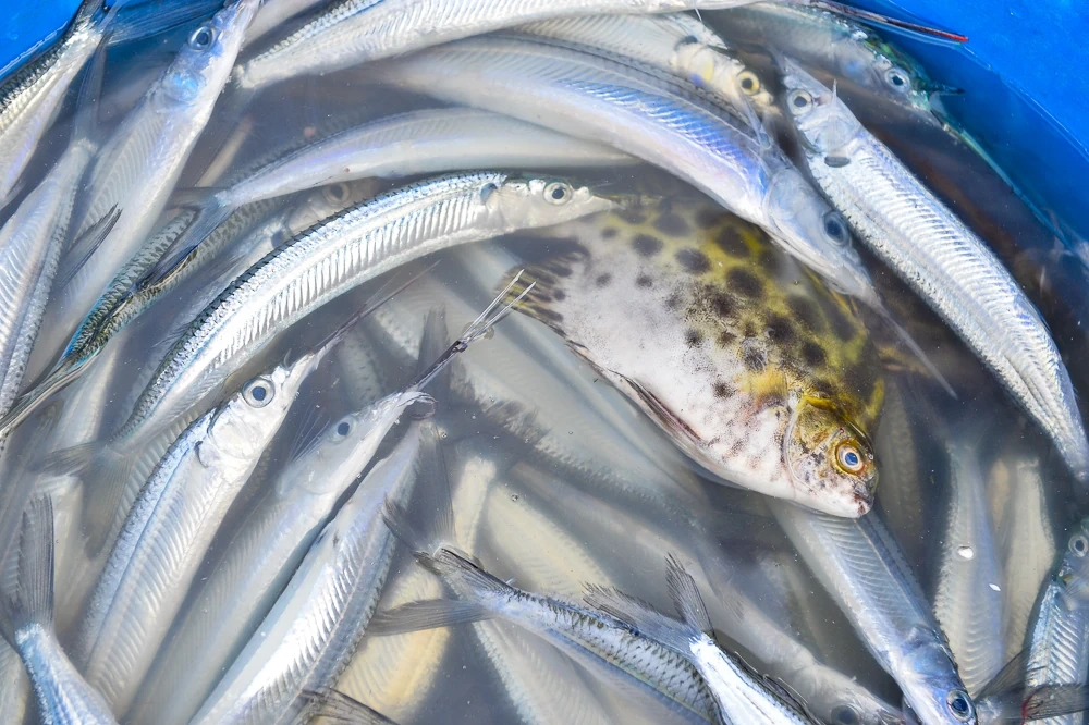 Tết Dương lịch, ngư dân ven biển xứ Thanh vẫn vươn khơi săn “lộc biển”