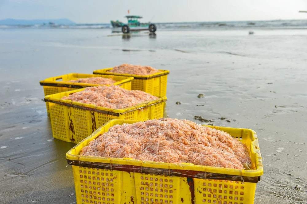 Tết Dương lịch, ngư dân ven biển xứ Thanh vẫn vươn khơi săn “lộc biển”