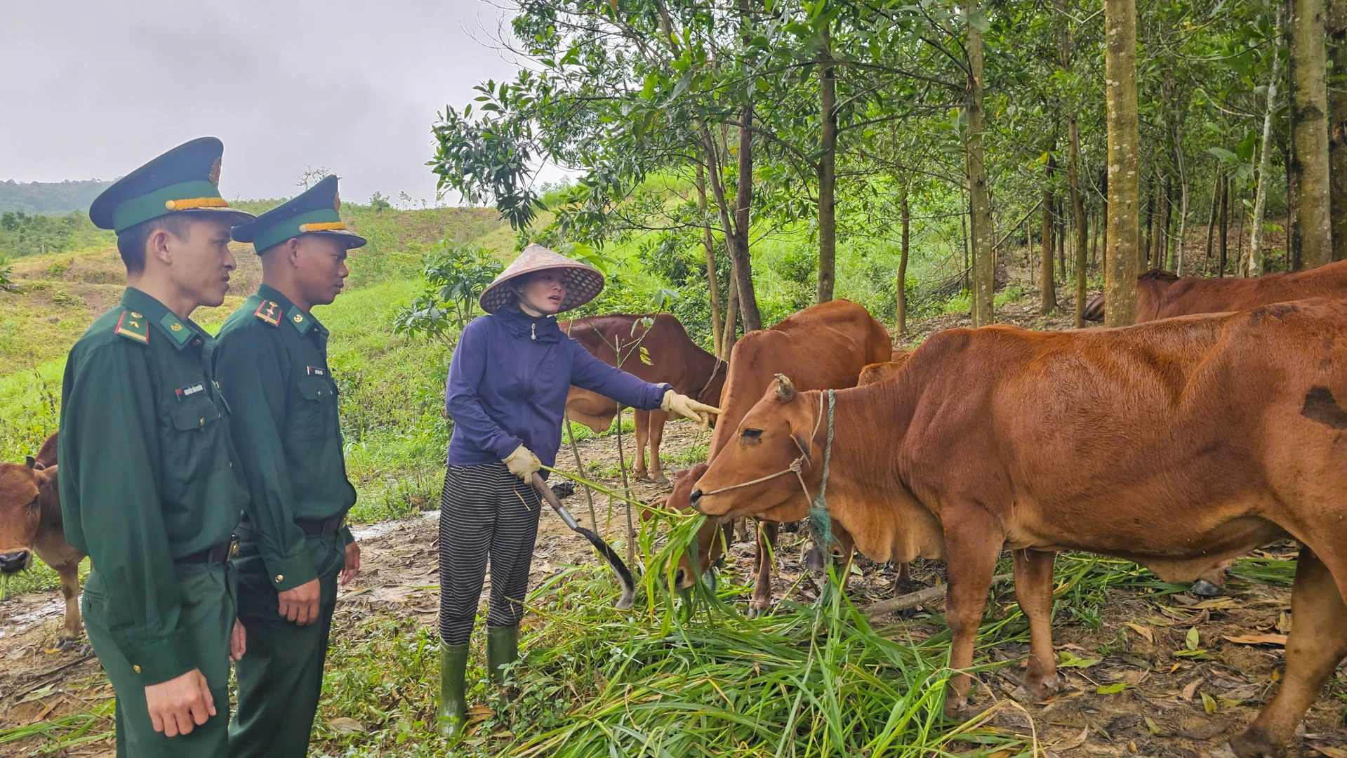 Nhờ được hỗ trợ bò giống ban đầu của Đồn Biên phòng Cửa khẩu quốc tế La Lay, nhiều hộ nghèo ở xã La Lay đã thoát nghèo - Ảnh: L.T