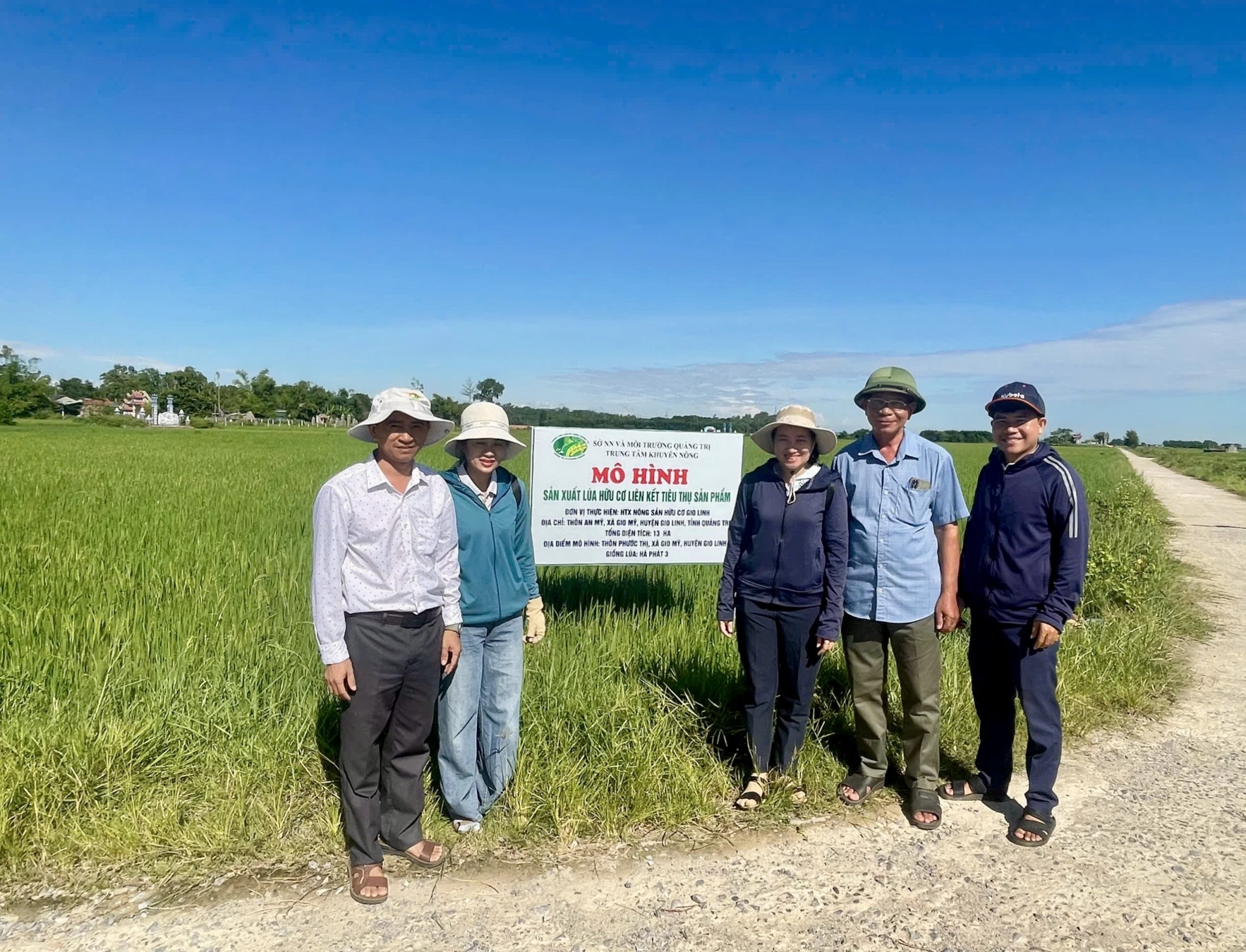 HTX Nông sản hữu cơ Gio Linh xây dựng mô hình sản xuất lúa hữu cơ liên kết tiêu thụ sản phẩm - Ảnh: Đ.V