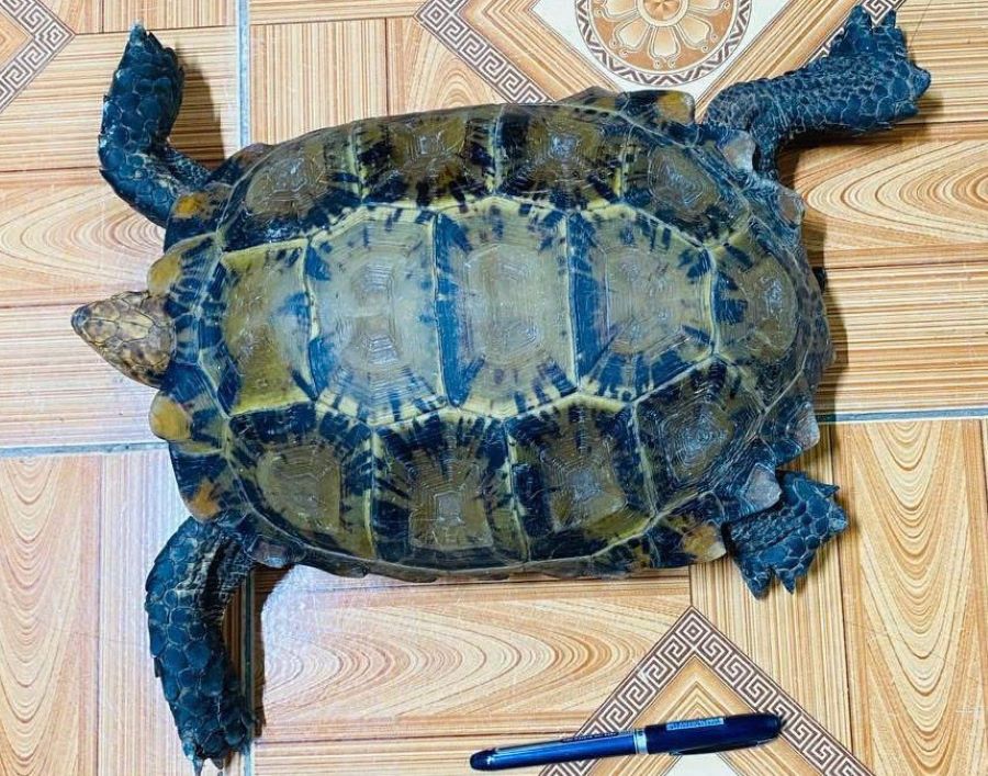 Rùa núi viền quý hiếm do người dân giao nộp