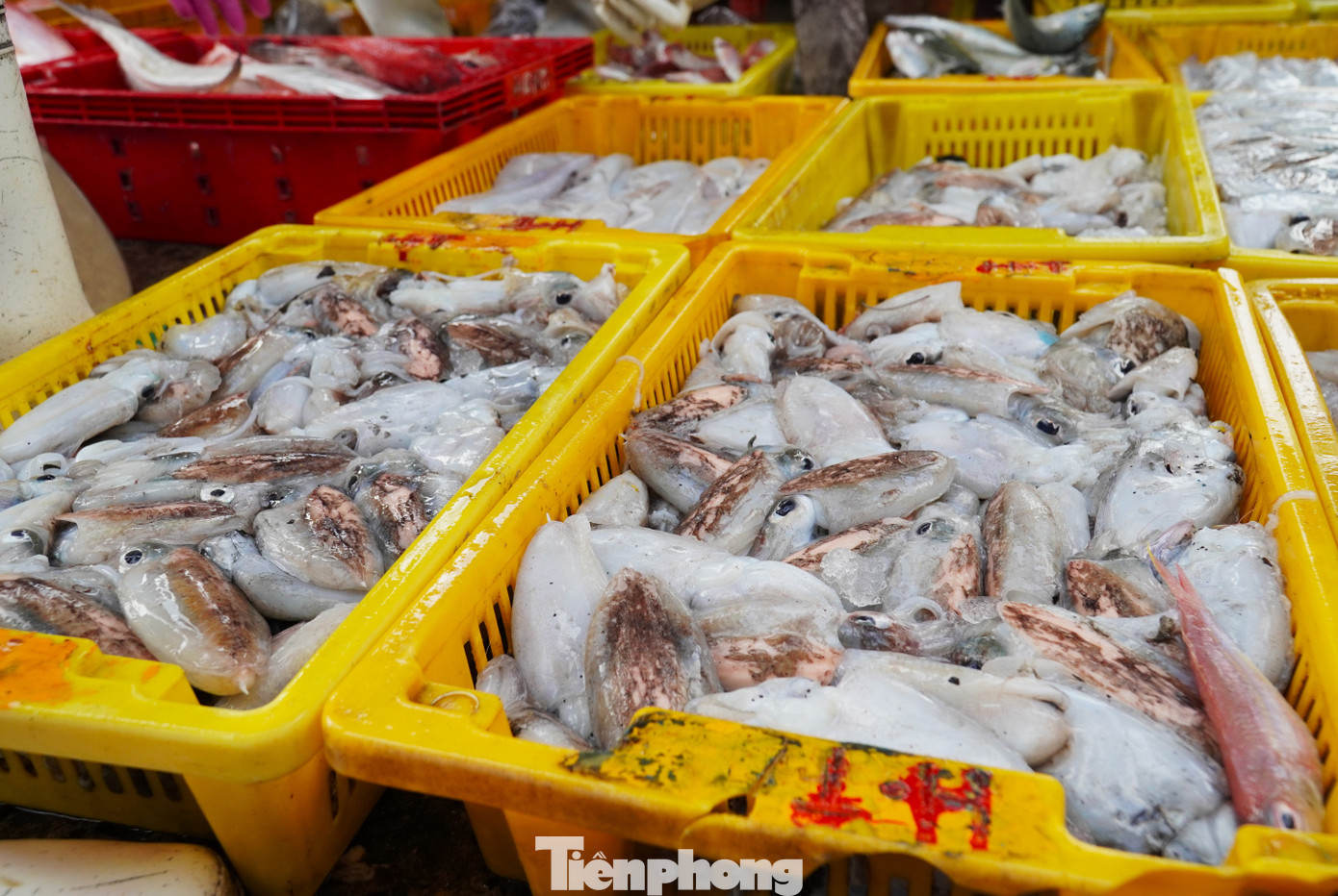 tp muc tet 2 1769394324105 17693943242951613497222