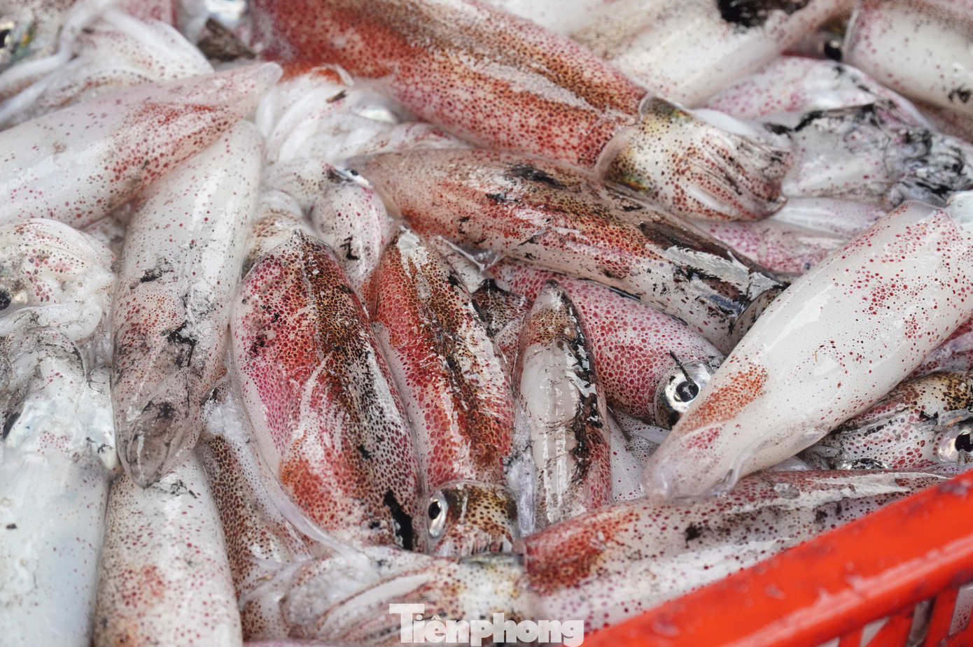 tp muc tet 24 1769394309456 1769394309676925536881