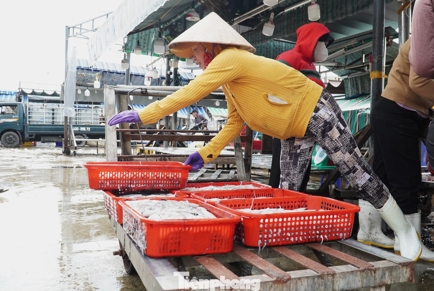 tp muc tet 25 1769394323262 17693943234391426456365